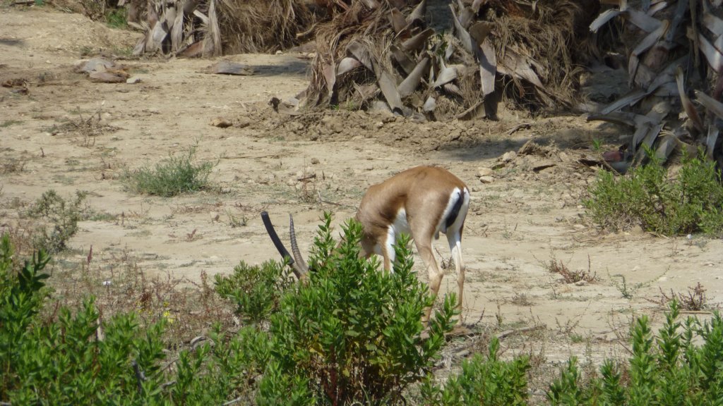 cuviersgazelle4.jpg