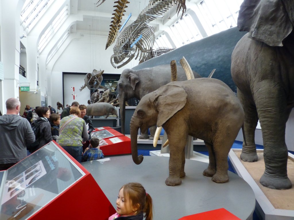 naturalhistorymuseum13.jpg