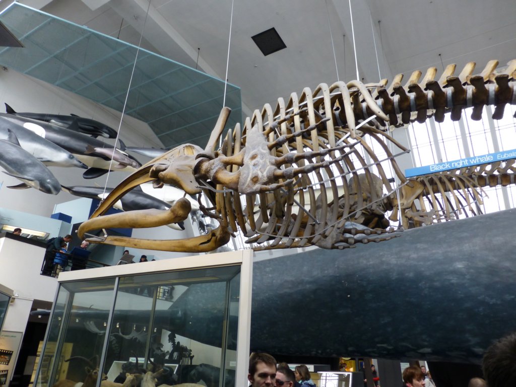naturalhistorymuseum8.jpg