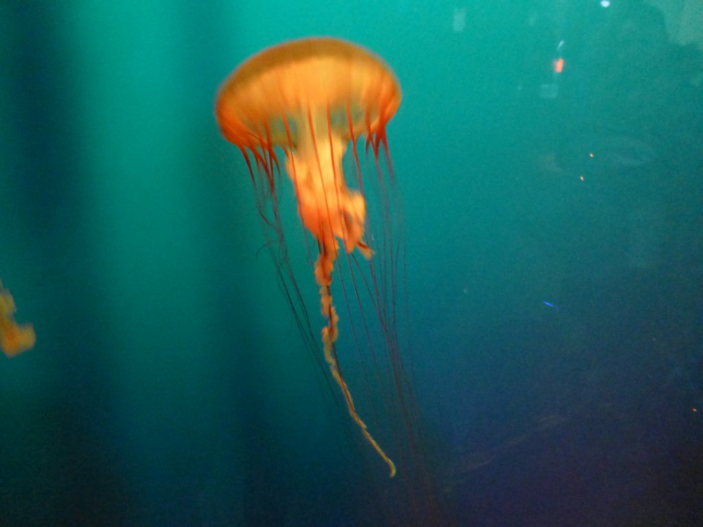 sealifelondonaquarium11.jpg