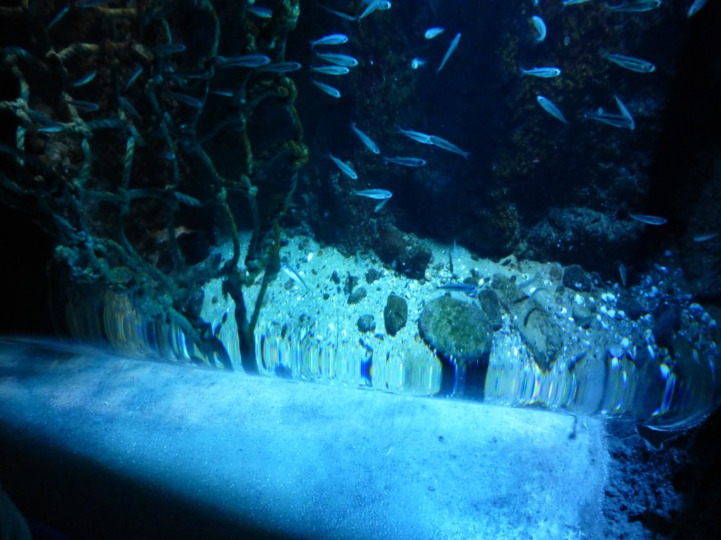 sealifelondonaquarium2.jpg