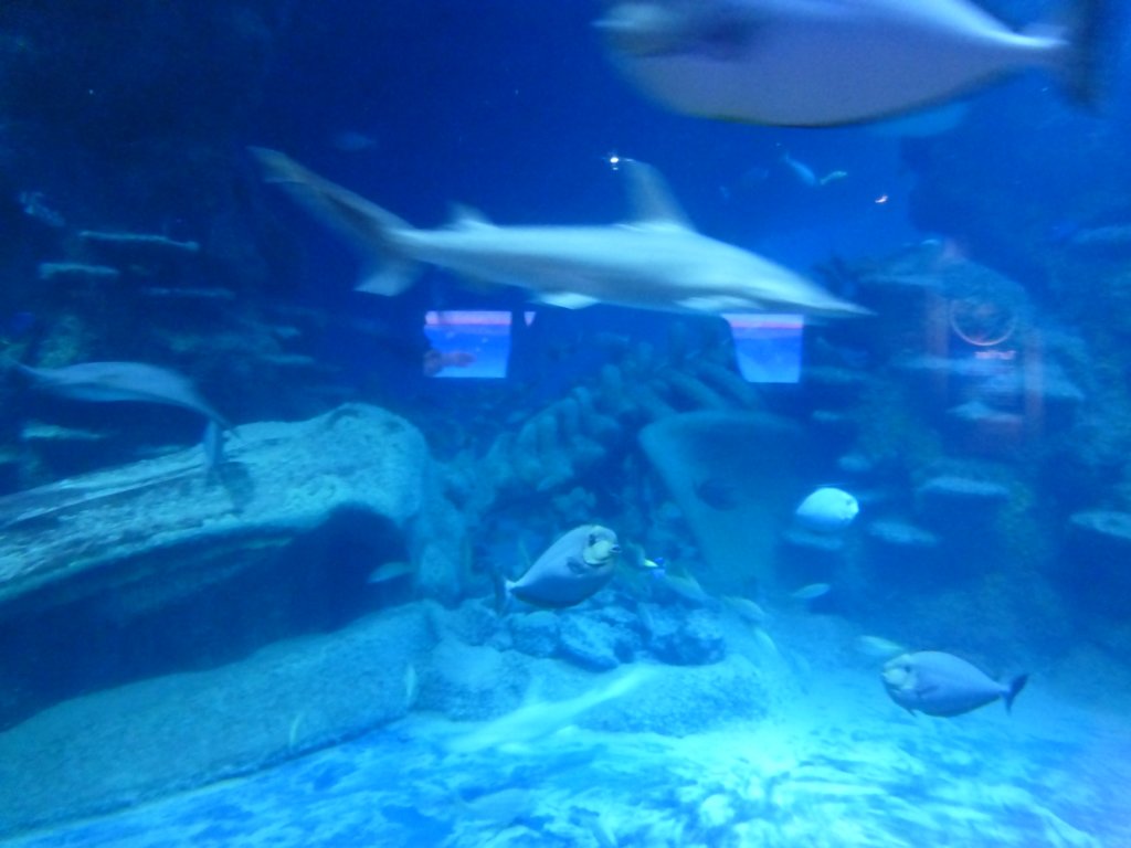 sealifelondonaquarium21.jpg