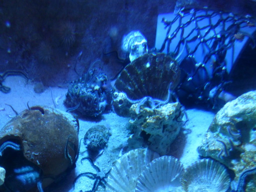 sealifelondonaquarium4.jpg