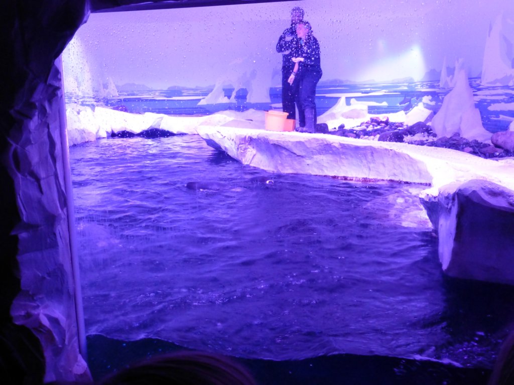 sealifelondonaquarium53.jpg