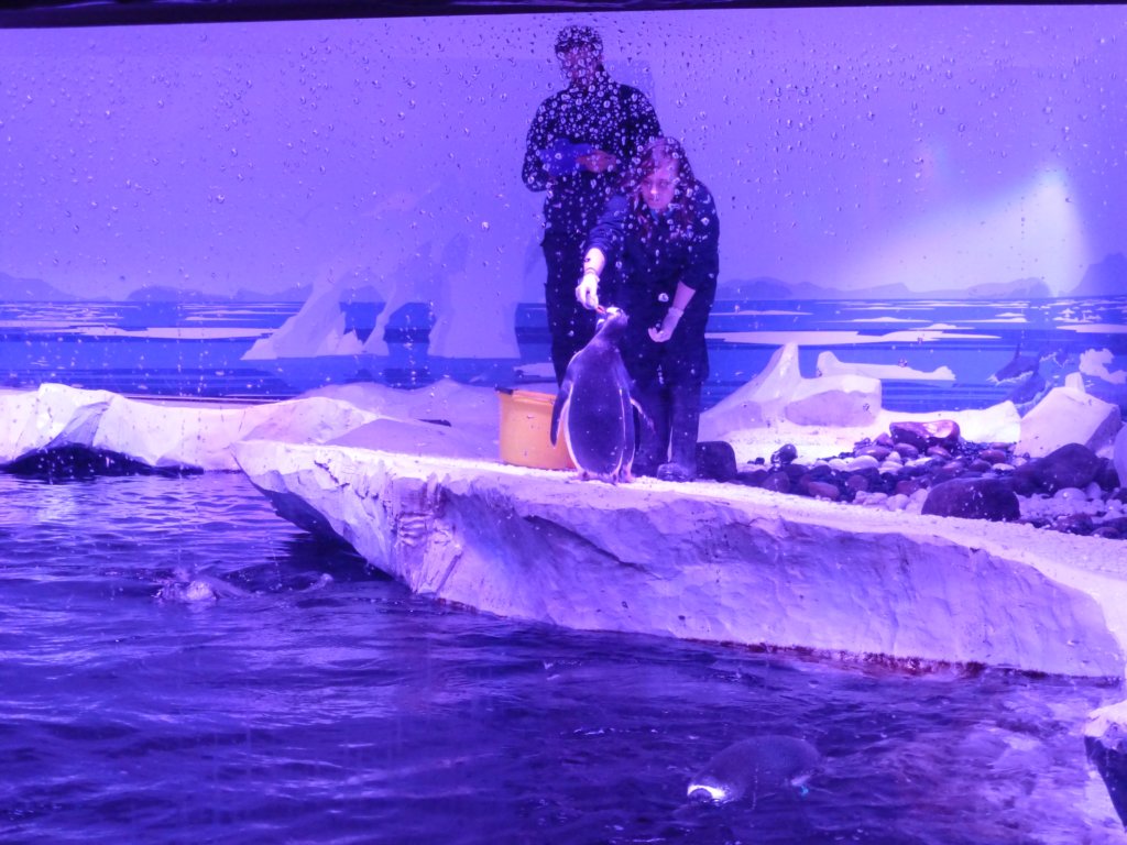 sealifelondonaquarium56.jpg