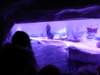 sealifelondonaquarium58_small.jpg