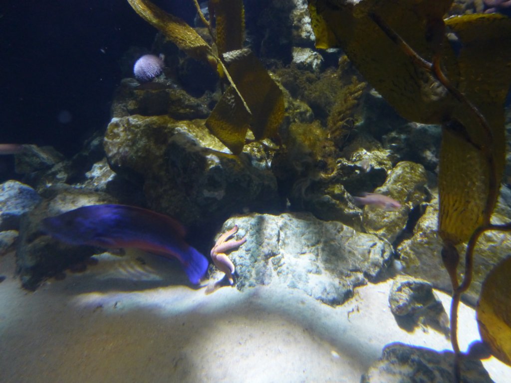 sealifelondonaquarium6.jpg
