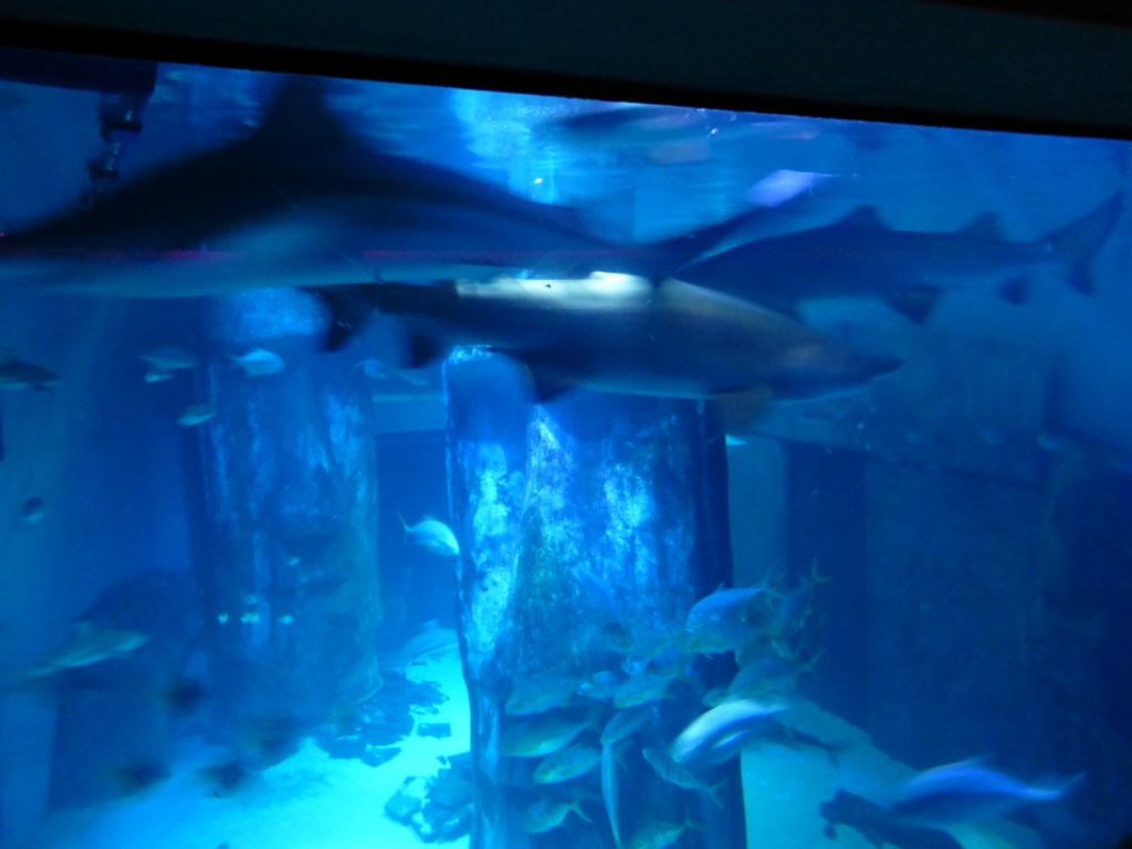 sealifelondonaquarium62.jpg